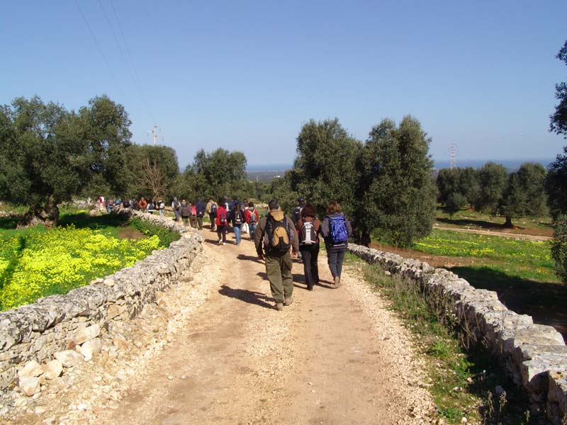 Itinerario a piedi tra gli ulivi in Puglia