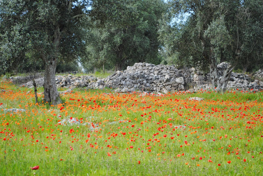 Itinerari a piedi tra gli ulivi in Puglia